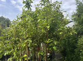 Tomel (kaki) samosprašný 'Vaniglia' - Diospyros 'Vaniglia'