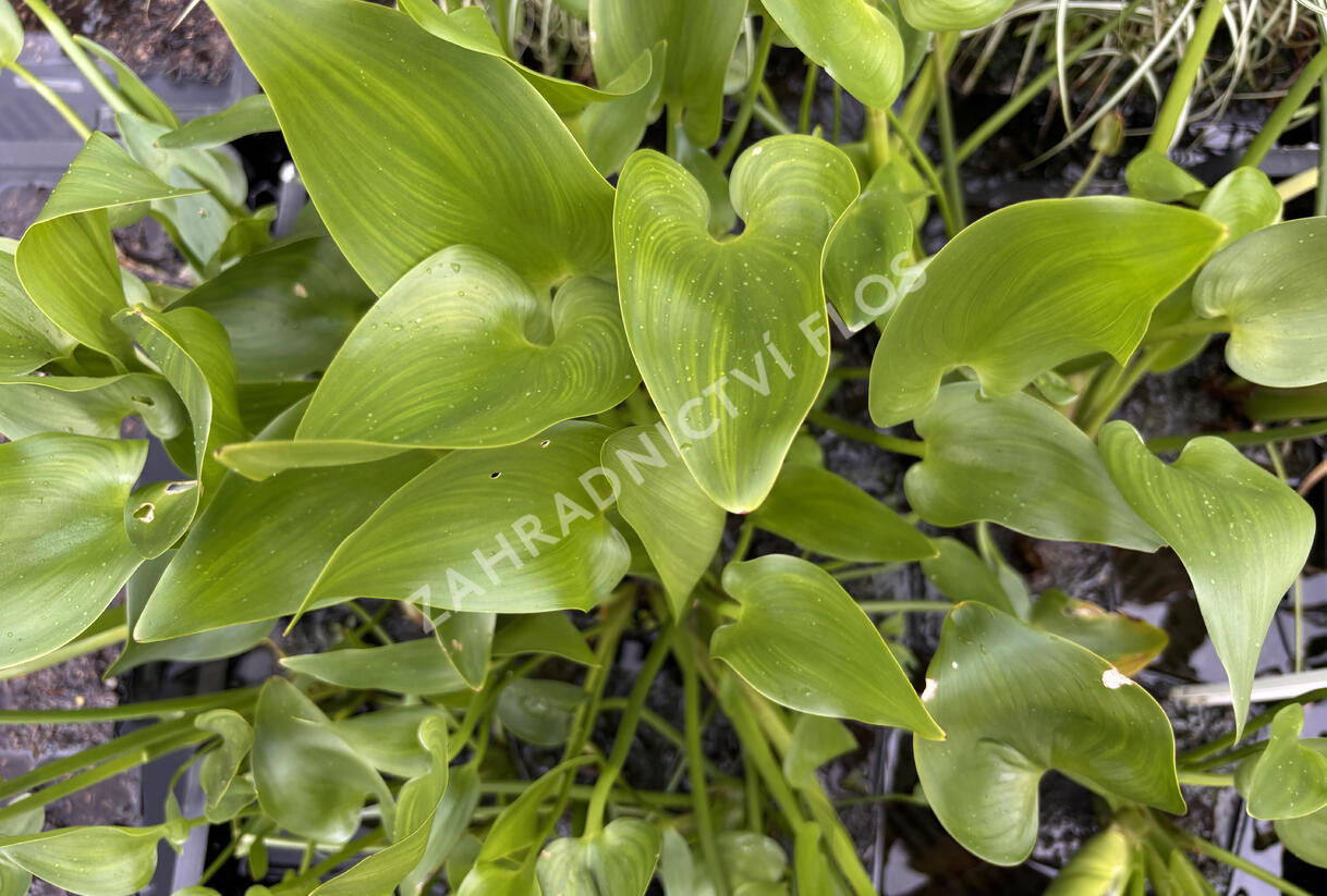 Modráska srdčitá - Pontederia cordata