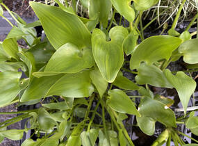 Modráska srdčitá - Pontederia cordata