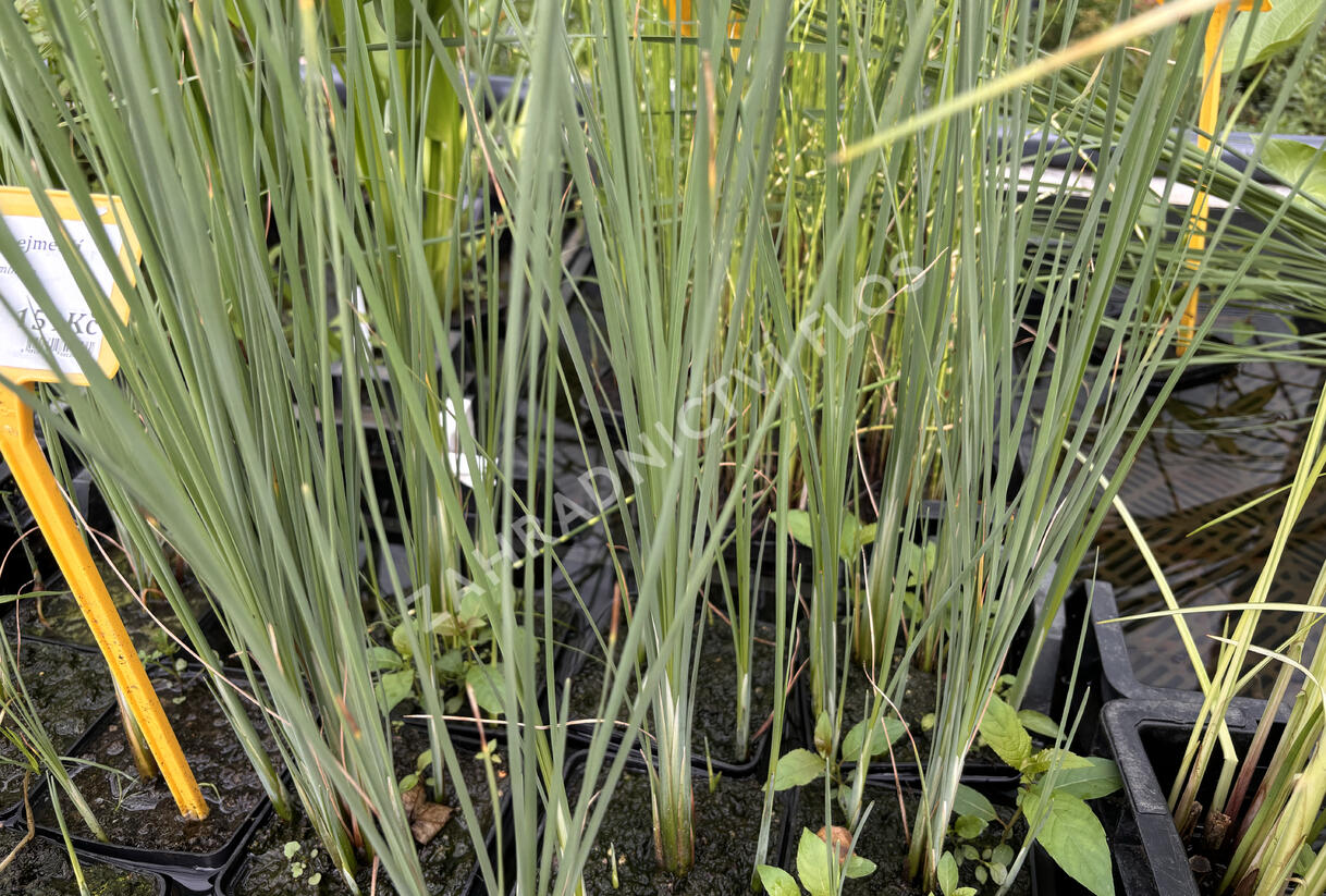 Orobinec nejmenší - Typha minima