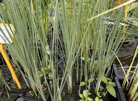 Orobinec nejmenší - Typha minima