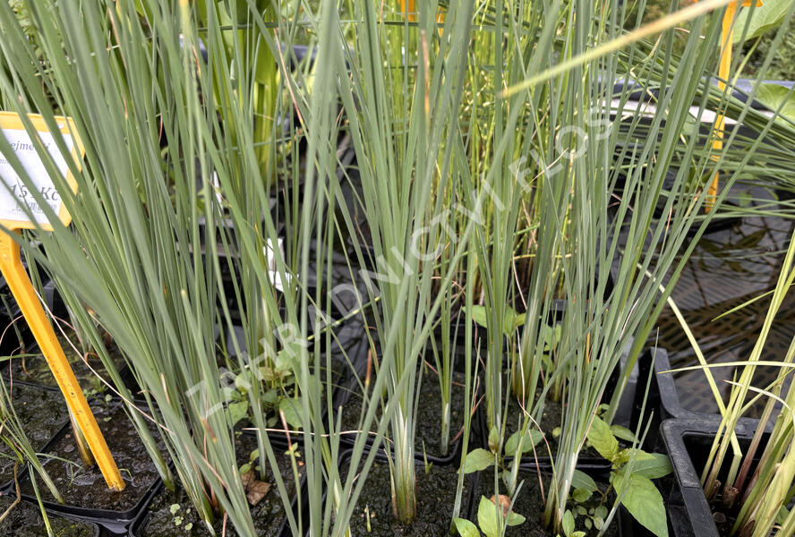 Orobinec nejmenší - Typha minima