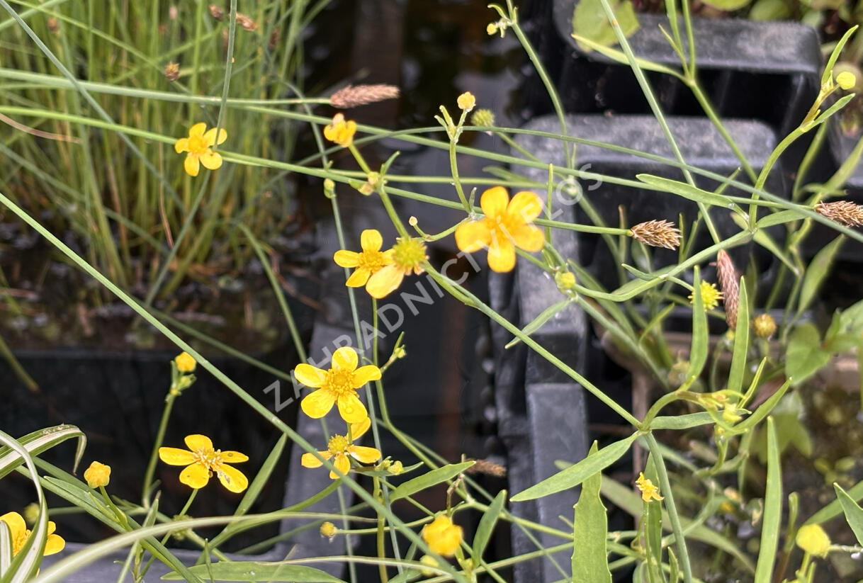 Pryskyřník plamének - Ranunculus flammula