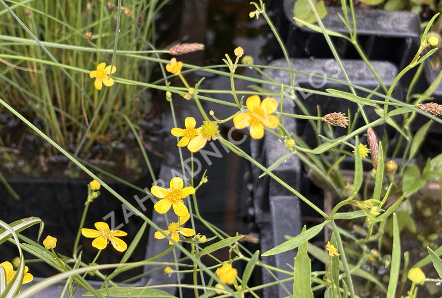 Pryskyřník plamének - Ranunculus flammula