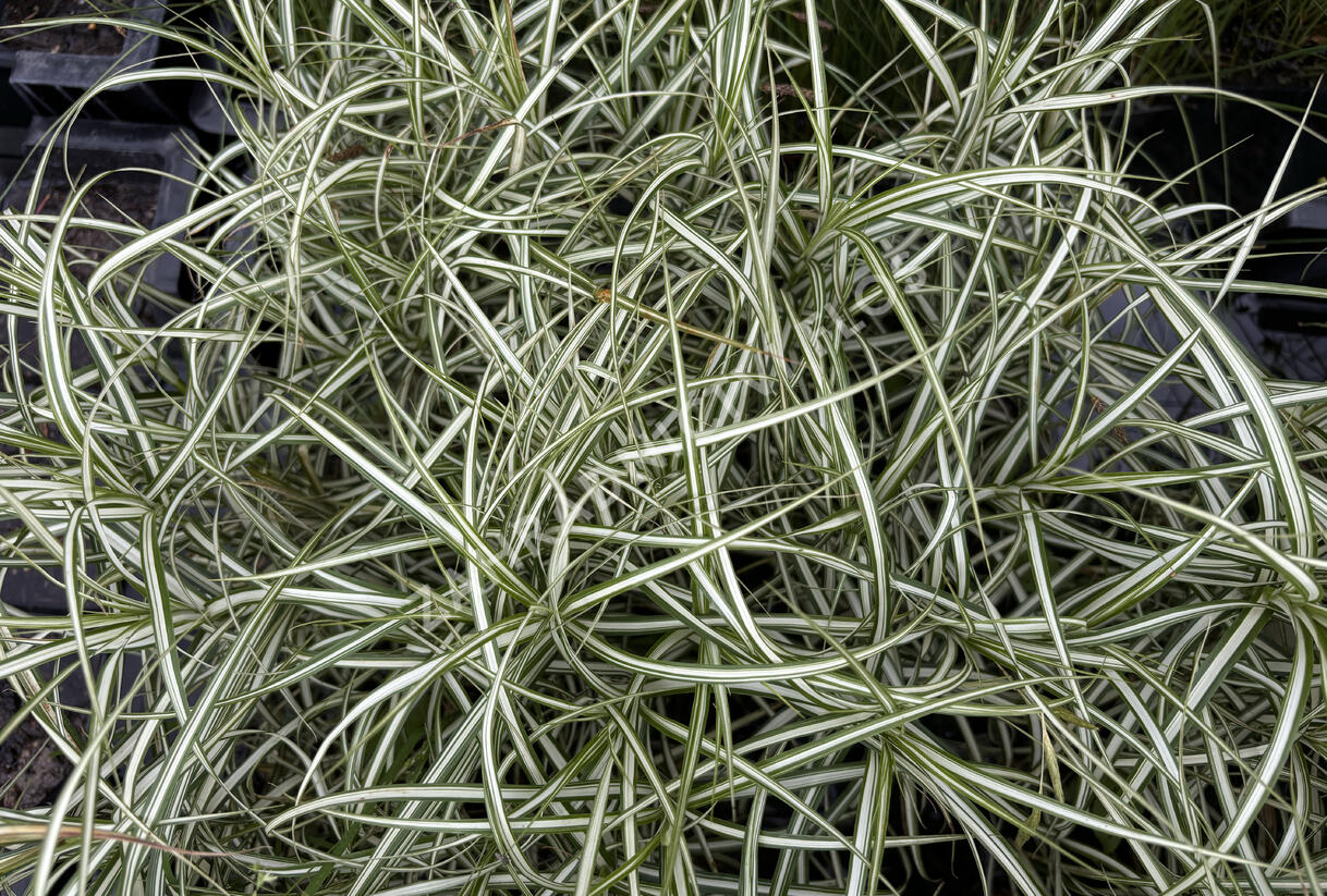Ostřice muskingumská 'Variegata' - Carex muskingumensis 'Variegata'