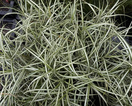 Ostřice muskingumská 'Variegata'