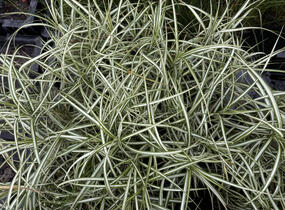 Ostřice muskingumská 'Variegata' - Carex muskingumensis 'Variegata'
