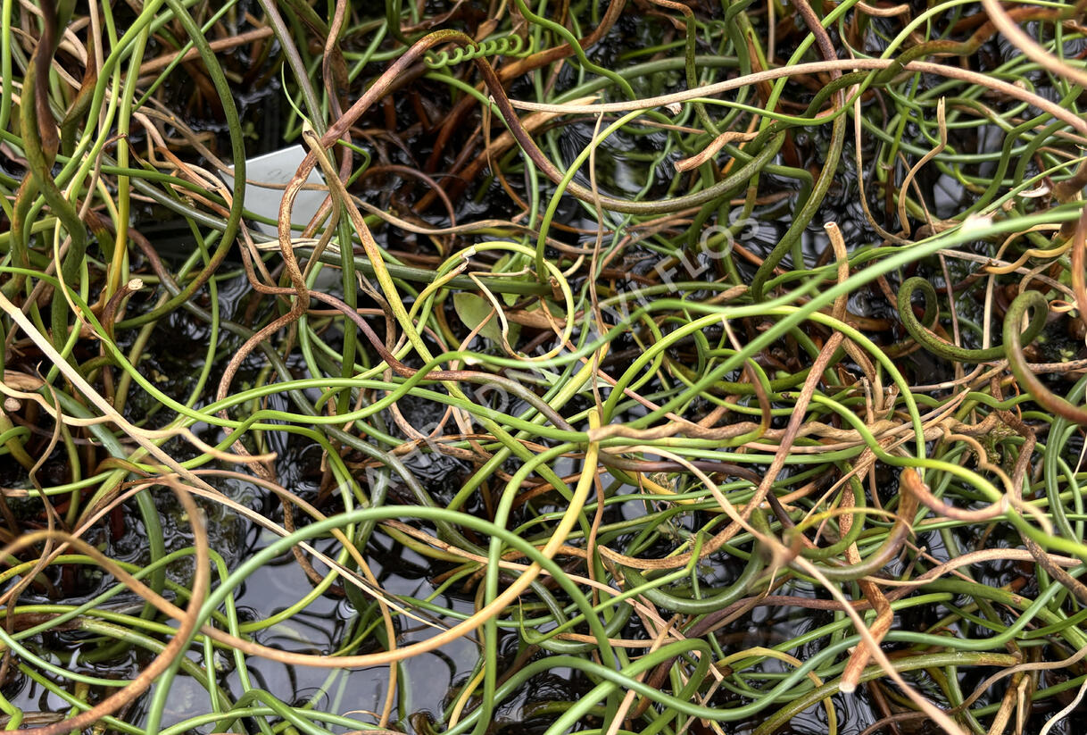 Sítina rozkladitá 'Spiralis' - Juncus effusus 'Spiralis'