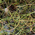 Juncus effusus 'Spiralis'.jpg
