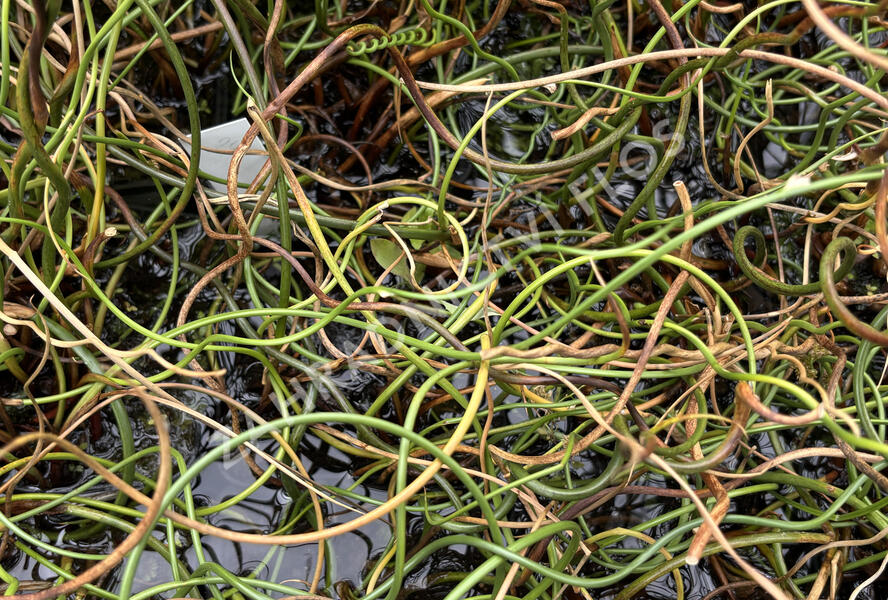 Sítina rozkladitá 'Spiralis' - Juncus effusus 'Spiralis'