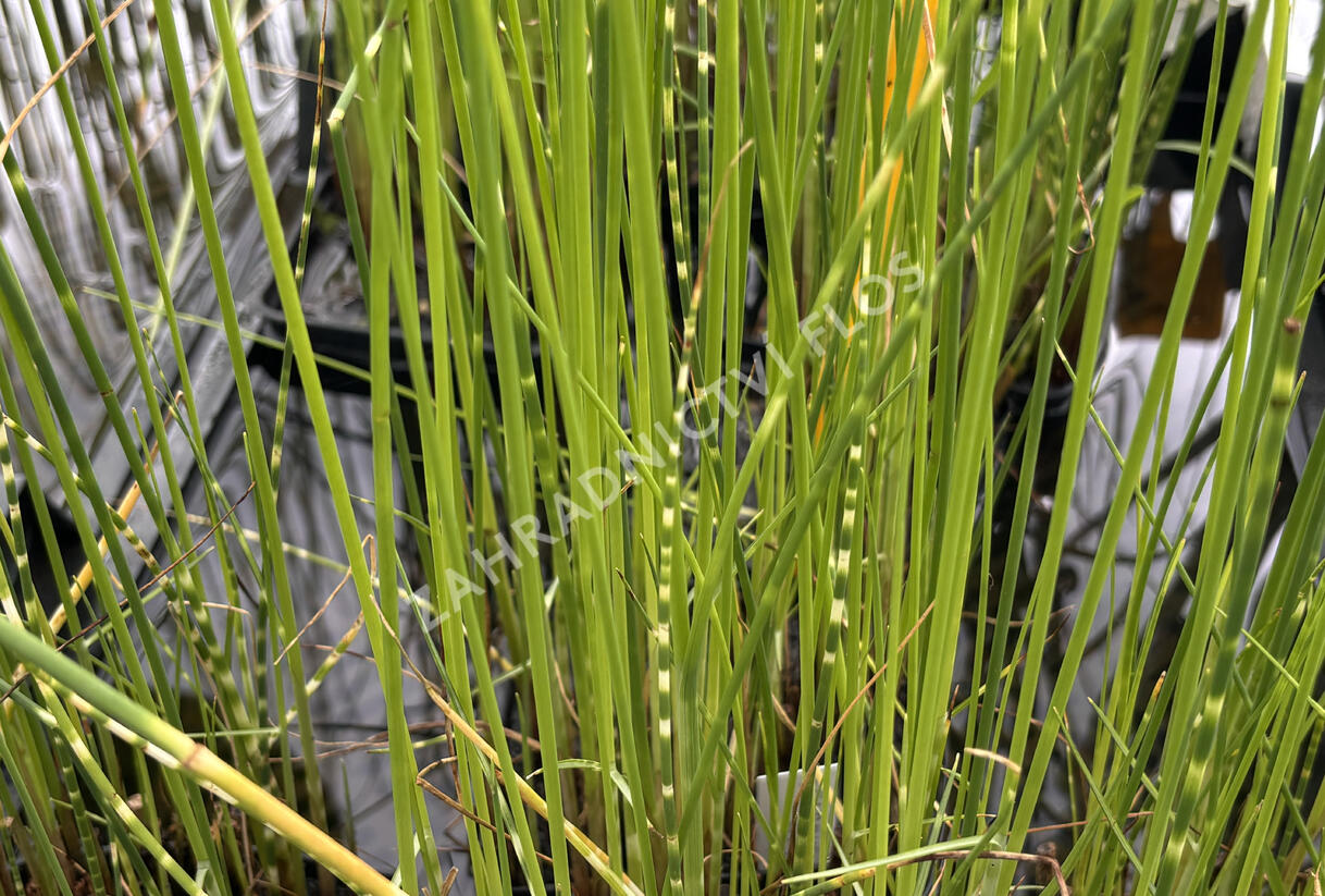 Skřípina pruhovaný 'Zebrinus' - Scirpus tabernaemontani 'Zebrinus'