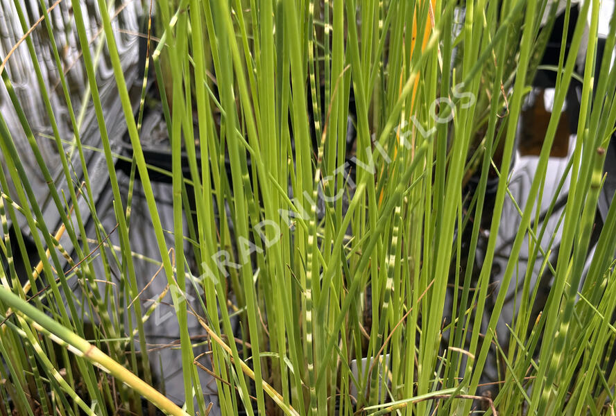 Skřípina pruhovaný 'Zebrinus' - Scirpus tabernaemontani 'Zebrinus'