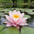 Nymphaea 'Rose Magnolia'.png