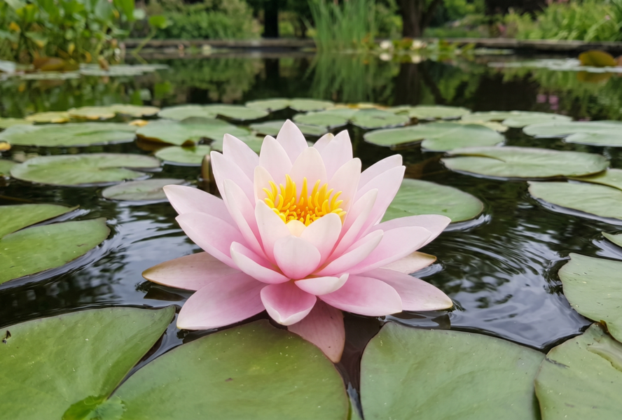 Leknín 'Rose Magnolia' - Nymphaea 'Rose Magnolia'