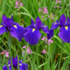 Iris ensata.png