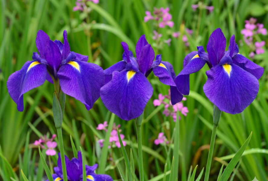 Kosatec mečovitý - Iris ensata