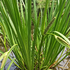 Acorus calamus.png