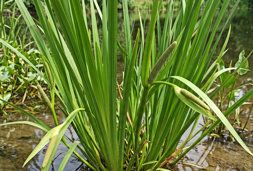Puškvorec obecný - Acorus calamus