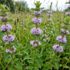 Mentha pulegium.png