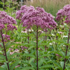 Eupatorium purpureum.png
