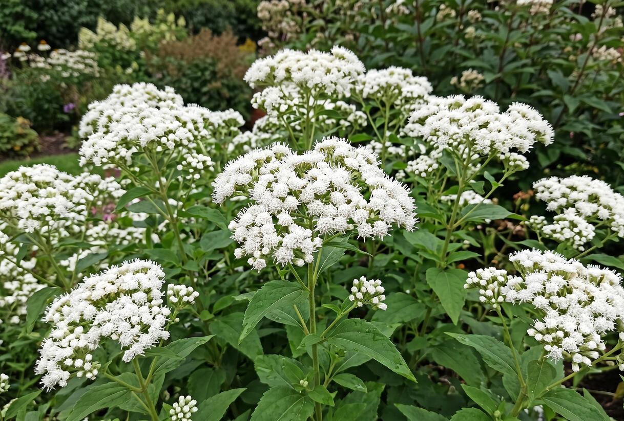 Sadec 'Snow Ball' - Eupatorium rugosum 'Snow Ball'