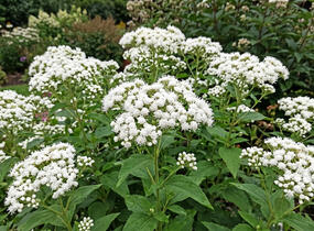 Sadec 'Snow Ball' - Eupatorium rugosum 'Snow Ball'