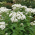 Eupatorium rugosum 'Snow Ball'.png