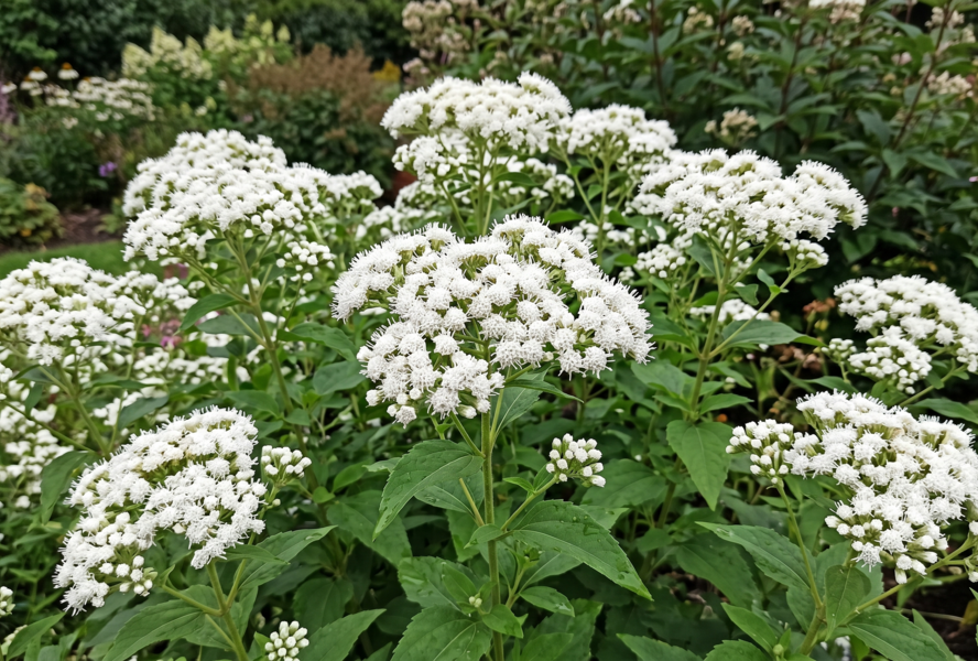 Sadec 'Snow Ball' - Eupatorium rugosum 'Snow Ball'
