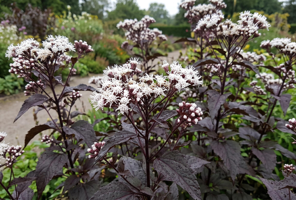 Sadec 'Chocolate' - Eupatorium rugosum 'Chocolate'