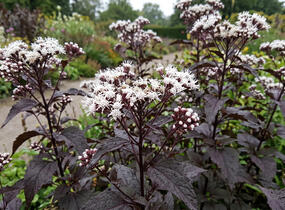 Sadec 'Chocolate' - Eupatorium rugosum 'Chocolate'