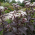 Eupatorium rugosum 'Chocolate'.png