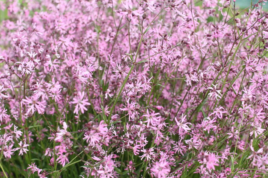 Lychnis flos-cuculi 1
