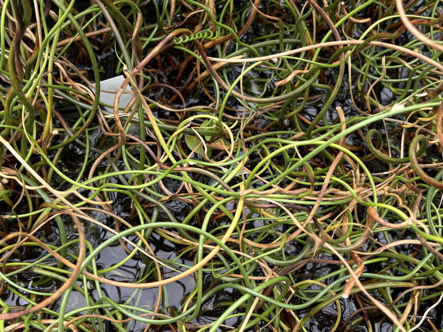 Juncus effusus ''Spiralis''