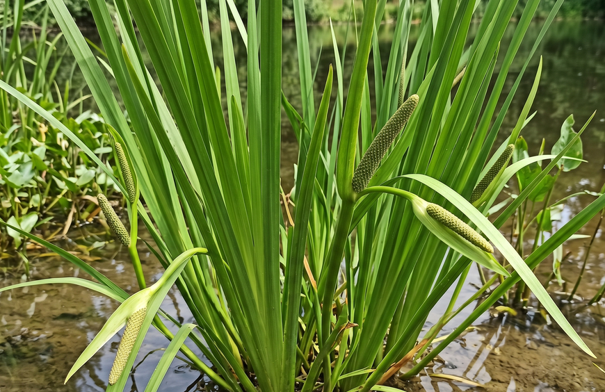 Acorus calamus (1)