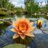 Nymphaea 'Sioux'.jpg