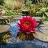 Nymphaea 'James Brydon'.jpg