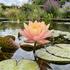 Nymphaea 'Barbara Dobbins'.jpg