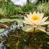 Nymphaea 'Concordia'.jpg