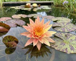 Leknín 'Wanvisa'