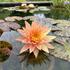 Nymphaea 'Wanvisa'.jpg