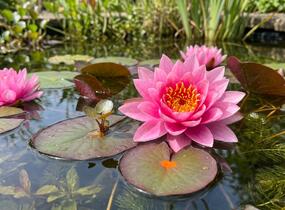 Leknín 'Perry's Viviparous Pink' - Nymphaea 'Perry's Viviparous Pink'