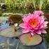 Nymphaea 'Perry's Viviparous Pink'.jpg