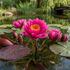 Nymphaea 'Mayla'.jpg