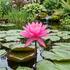 Nymphaea 'Pink Silk' ISG.jpg