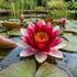 Nymphaea 'Conqueror'.jpg