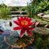Nymphaea 'Perry's Red Glow'.jpg