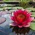 Nymphaea 'Rembrandt'.jpg