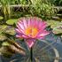 Nymphaea 'Siam Purple' ISG.jpg