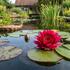 Nymphaea 'Laydekeri Fulgens'.jpg