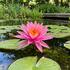 Nymphaea 'American Star' ISG.jpg